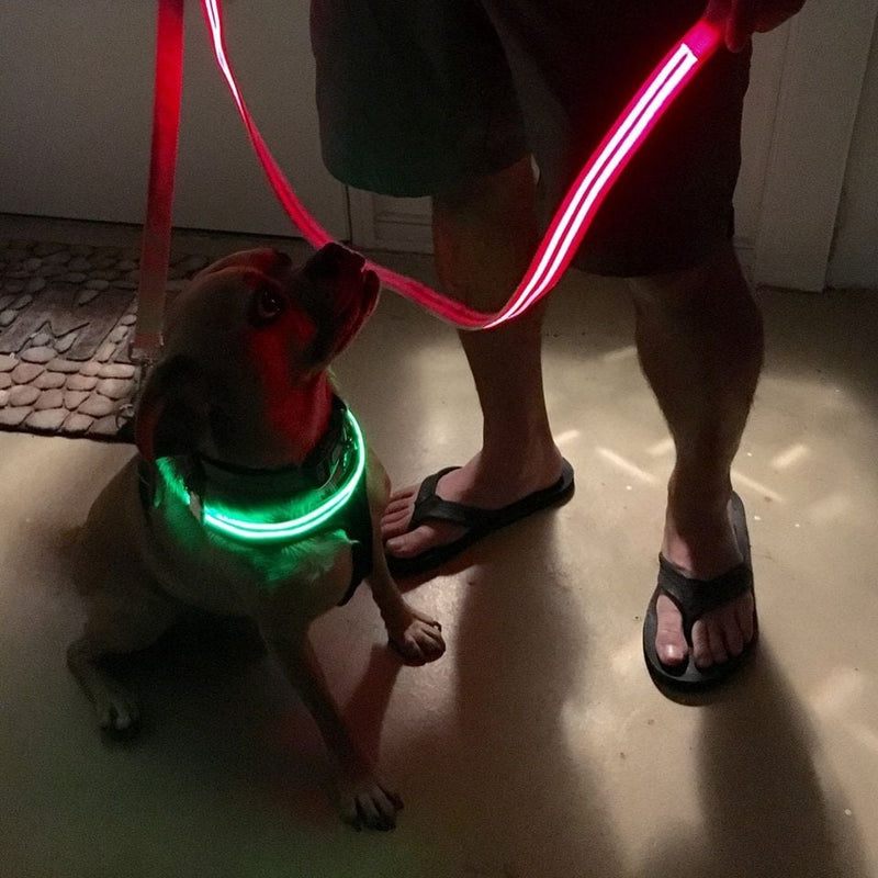 Green Shamrock LED Pet Collar